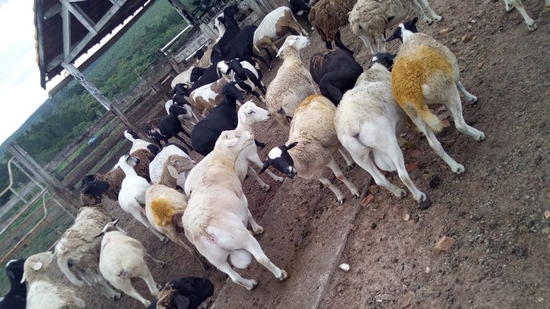 Ovelhas na estação de monta marcadas pelos reprodutores em fazenda do grupo SP.